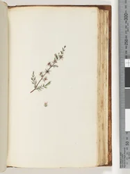 Page 144. Plante non identifiée