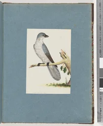 Page 145. Oiseau non identifié