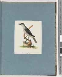 Page 146. Oiseau non identifié. Méliphage