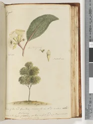 Page 149. Taille naturelle, une espèce de l