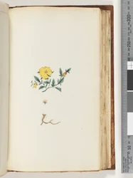 Page 153. Plante non identifiée