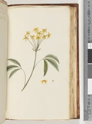 Page 158. Plante non identifiée