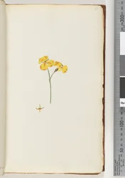 Page 15. Plante non identifiée