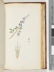 Page 163. Plante non identifiée
