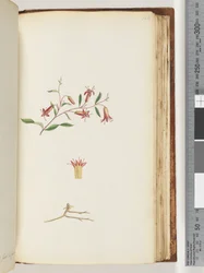Page 166. Plante non identifiée