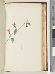 Page 167. Plante non identifiée