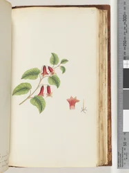 Page 169. Plante à fleurs sans nom