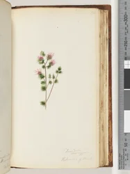 Page 170. Decandria monogynia. Kalmoides de Banks