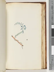Page 177. Plante non identifiée