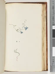 Page 178. Plante non identifiée
