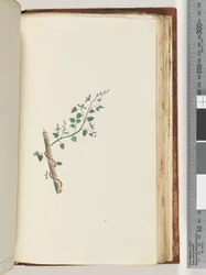 Page 179. Plante non identifiée