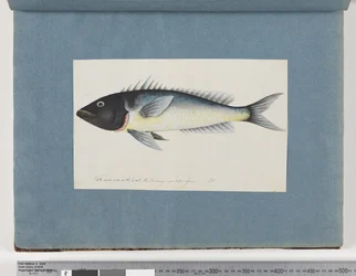 Page 17. Poisson non identifié