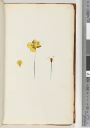 Page 17. Plante non identifiée