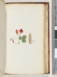 Page 181. Une liane qui pousse autour des arbres et des arbustes