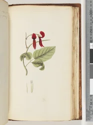Page 185. Plante non identifiée