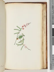 Page 186. Plante à fleurs, une liane