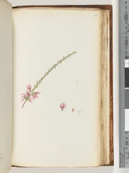Page 188. Plante non identifiée