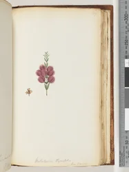 Page 189. Melaleuca thymifolia