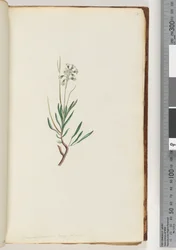 Page 18. Conospermum longifolium, graines de cône à longues feuilles