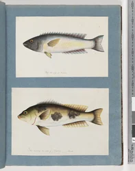 Page 18. Poisson non identifié.19. Poisson non identifié