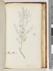 Page 190. Melaleuca thymifolia / Miel de thym, myrte