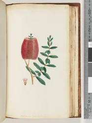 Page 193. Melaleuca hypecifolia / Myrte rouge