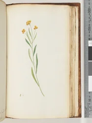 Page 195. Plante non identifiée