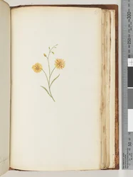 Page 197. Plante non identifiée