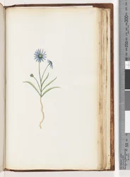 Page 198. Plante non identifiée