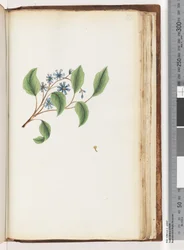 Page 199. Plante non identifiée