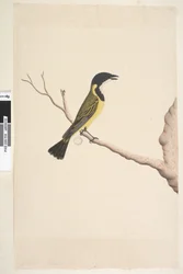 Page 19. Avril. taille naturelle Siffleur doré Pachycephala pectoralis, mâle, 1791-92