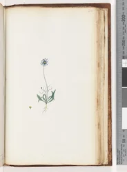 Page 200. Plante non identifiée