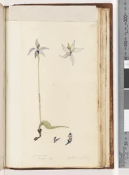 Page 205. Glossodia. Arethusa pilosa / Orchidée à lèvres de cire