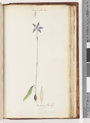 Page 206. Verso des pétales. Verso de la feuille. Arethusa pilosa / Orchidée à lèvres de cire