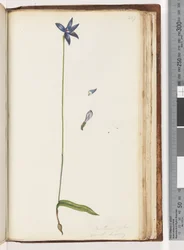 Page 207. Arethusa pilosa / Orchidée à lèvres de cire