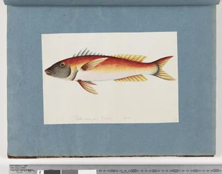 Page 20. Poisson non identifié