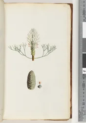 Page 20. Plante non nommée