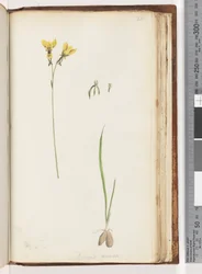 Page 211. Forme de Diuris aurea / Orchidée âne doré
