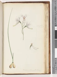 Page 214. Diuris elongata Saracty? Orchidée âne pourpre
