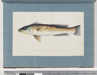 Page 21. Poisson non identifié