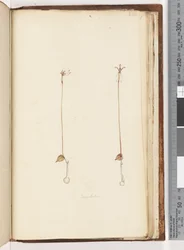 Page 220. Enochelus ?