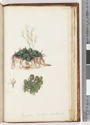 Page 223. Dendrobium linguiforme Exot. Bot. t. 11 Orchidée langue