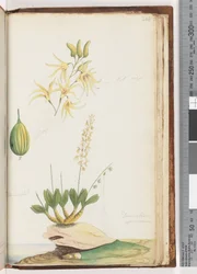 Page 224. Dendrobium speciosum / Orchidée de roche