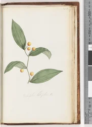 Page 228. Eustrephus latifolius / Baie de wombat