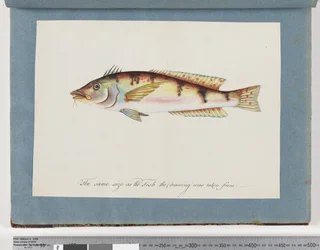 Page 22. Poisson non identifié
