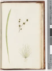 Page 234a. 1/4 Plante non identifiée