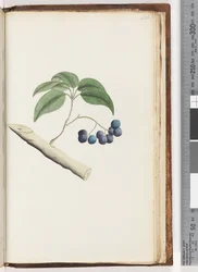 Page 236. Plante non identifiée