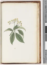 Page 237. Plante non identifiée