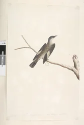 Page 23. Mai, taille naturelle, iris et langue douteux Brown Tree, Creeper Climacterus picumnus, 1791-92