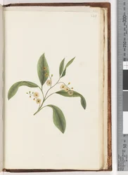 Page 240. Plante non identifiée